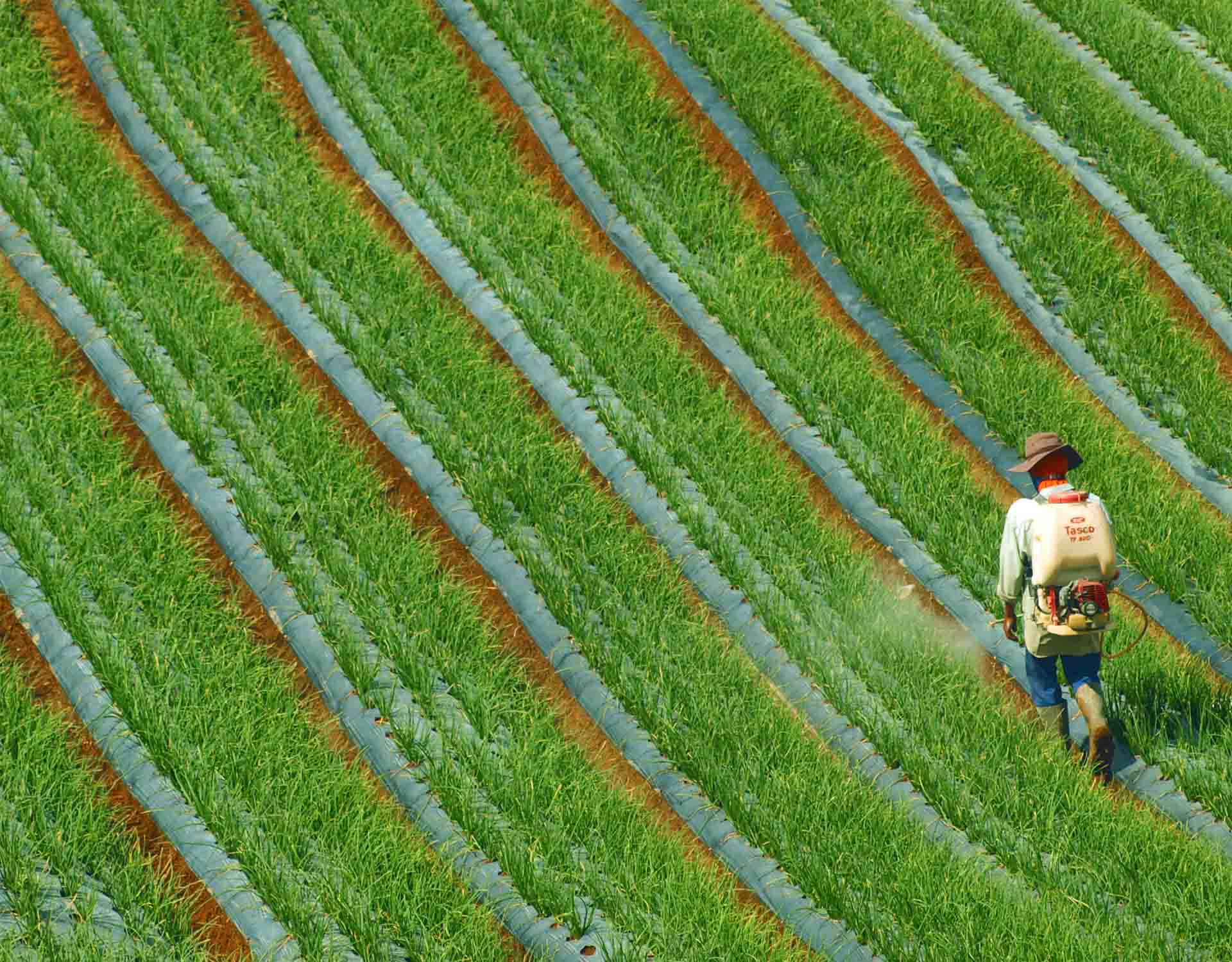 Hydroseeding