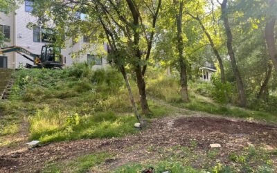 Why Professional Tree & Shrub Removal is the Essential First Step for Your Landscape Project in Scott County, MN